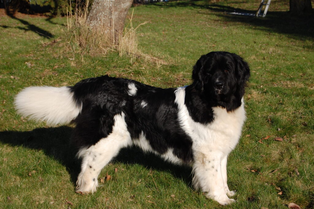 Mio Grande Hollyday (Holly)